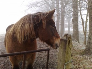 Nina in de mist